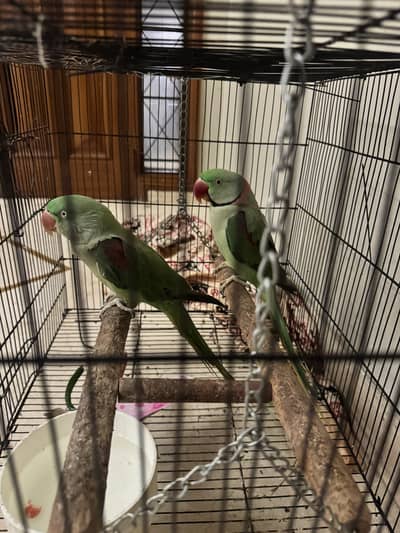 Breeding pair of pahari raw parrots