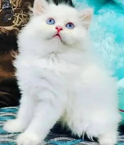 Persian female kitten for sale delivery available all Pakistan