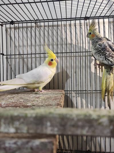 Healthy Playful Cocktiell Pair for Sale