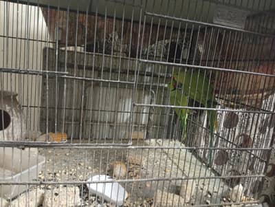 green ring neck breeder pair