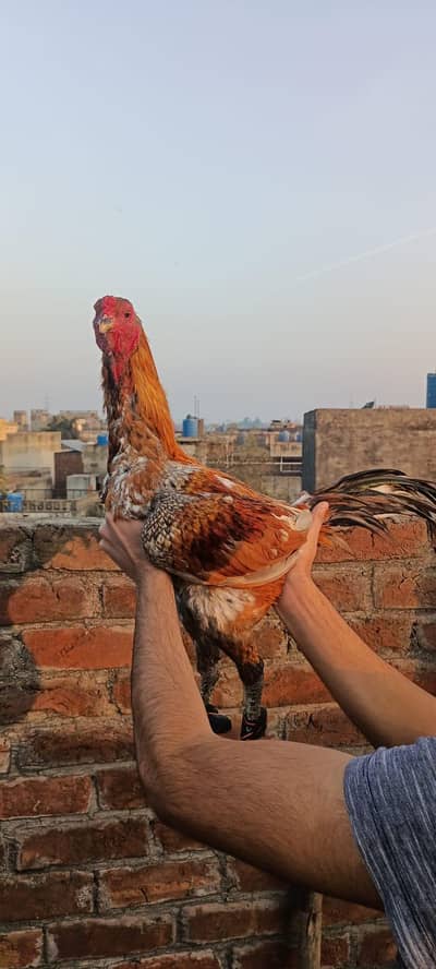 YUKIREE BURMI × PENAS PAKOYE CHICKS