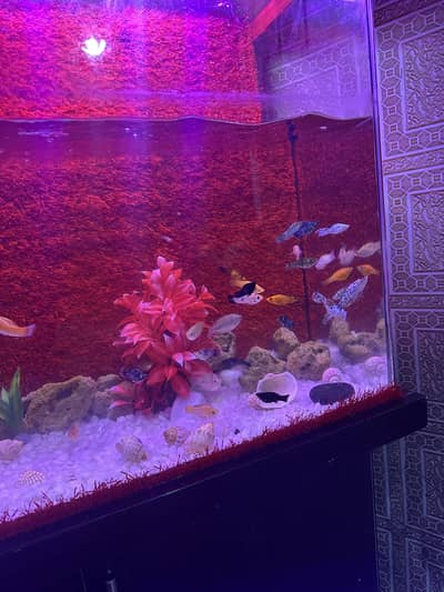 Aquarium with Complete Setup