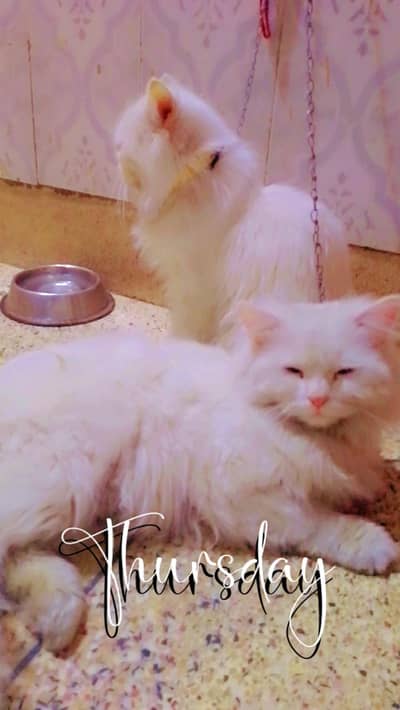 Persian cats adult pair