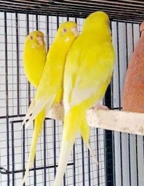  Red Eyes Budgies Pair + Male Available | Healthy & breeder gurantee