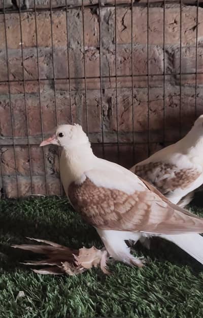 swellow chicks pair for sale