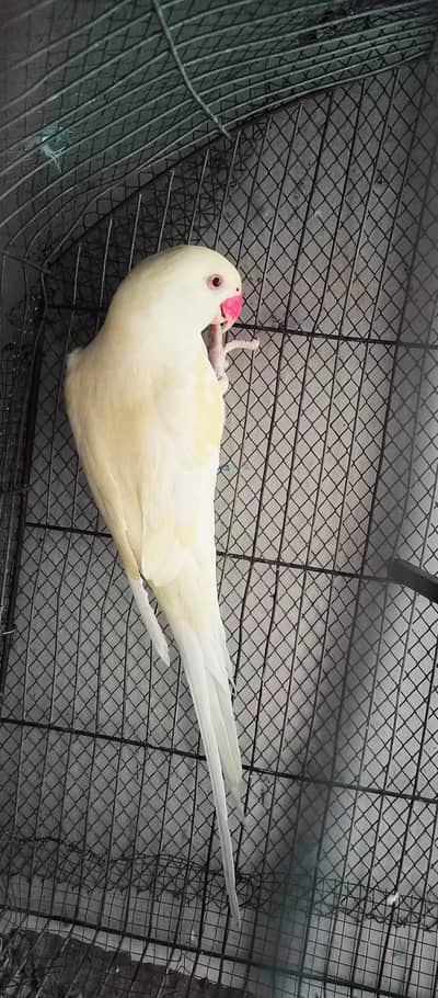 creamiano red eyes beautifull king size female