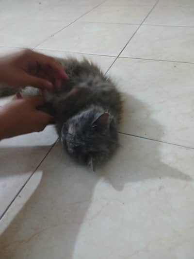 Vaccinated & Trained Gray Persian Cat - Friendly and Lovely