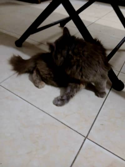 Vaccinated & Trained Gray Persian Cat - Friendly and Lovely |  Billi