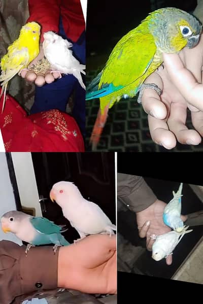 hand tame parrot 