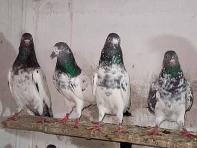 Different Pigeon Available