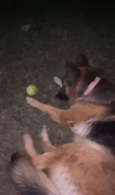 Germen Shephered female double coat cross with stock coat