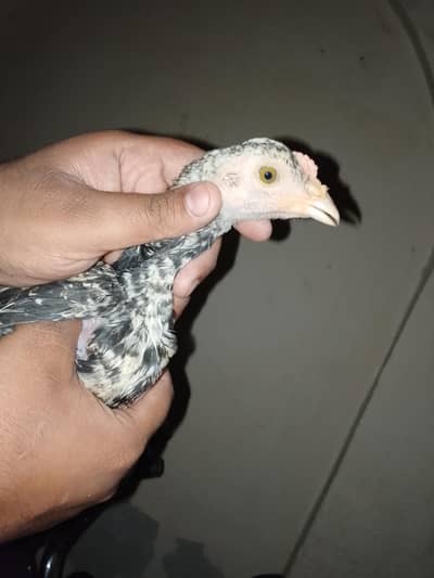 lakha aseel chicks 2.5 month age