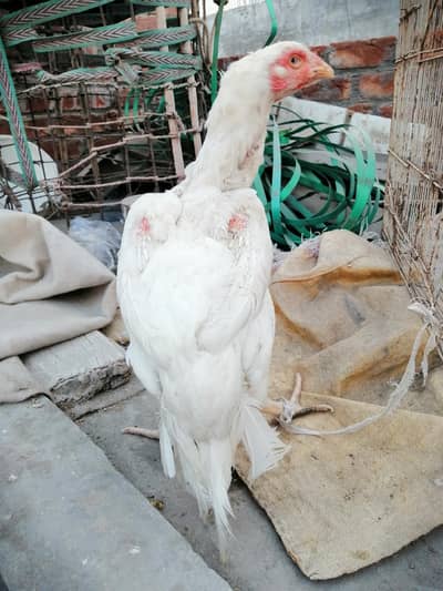 Heera White Male female Pair Fore Sale