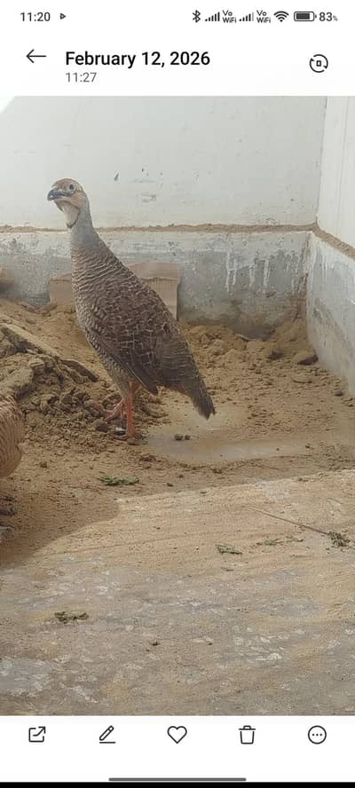 dakni female available