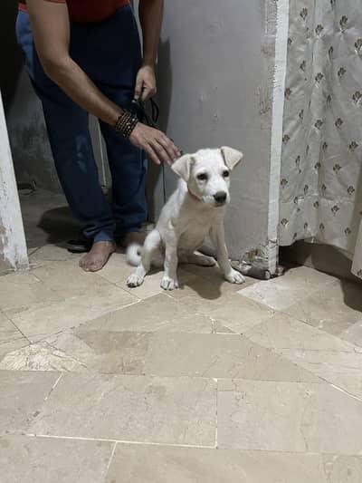 Labra retriever 3 months puppy