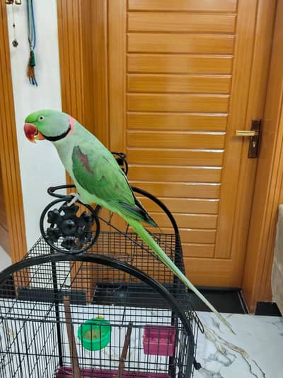 Hand tamed Speaking Raw parrot