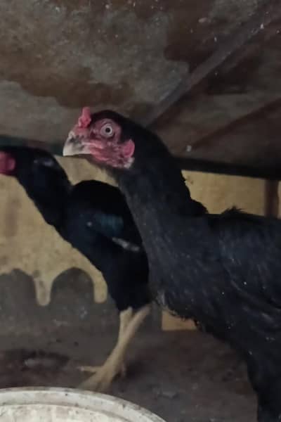 Old blood line Mushki