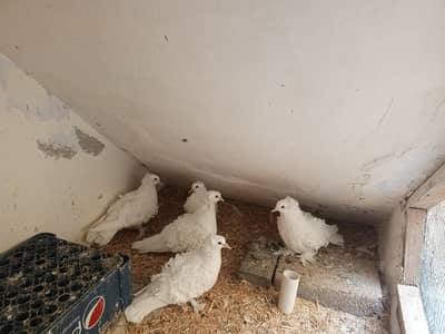 Frill Back Pegions | Price per pair 11,000