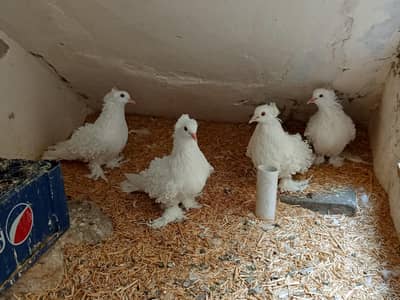 Frill Back Pegions | Price per pair 11,000