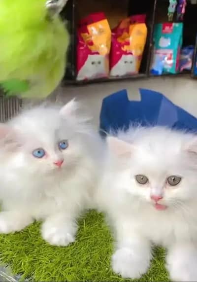 Persian female kitten for sale WhatsApp number 0349_5998171