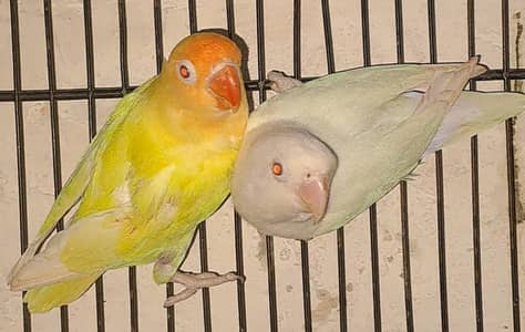 1 Albino Red Eyes DNA [MALE] + 1 Cremino (Male).  03116130712