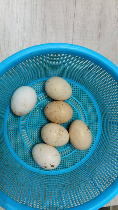 Heera Aseel Fertile eggs
