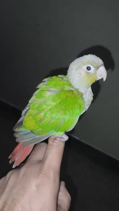 pineapple conure chicks for hand tame - 03214382921