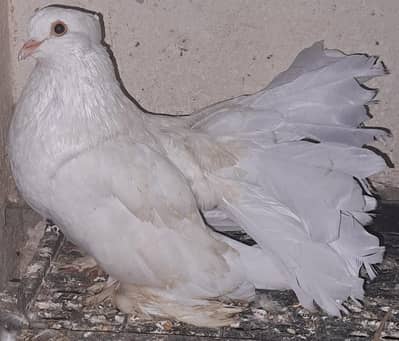 1 American Lakka Breeder [MALE] in big size. [Price: 5000] 03116130712