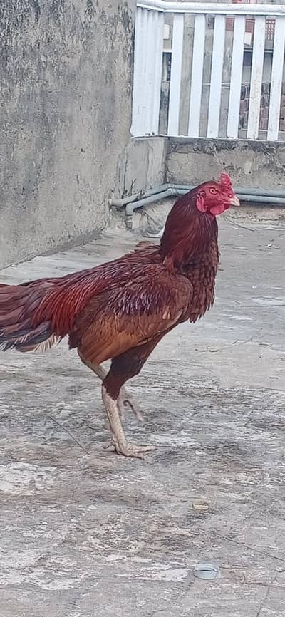 aseel murga available for low price only Sialkot