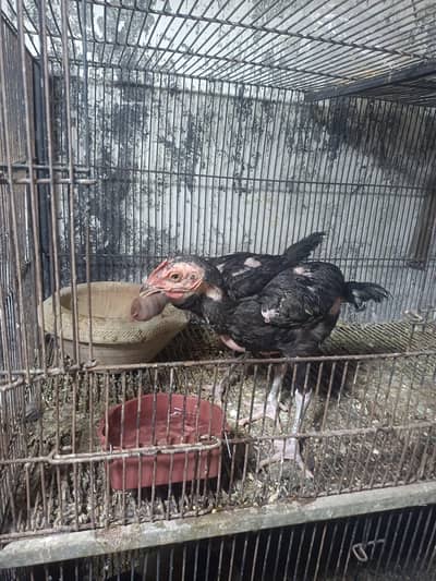 Thai bangam chicks  only serious buyer contact age 1 month