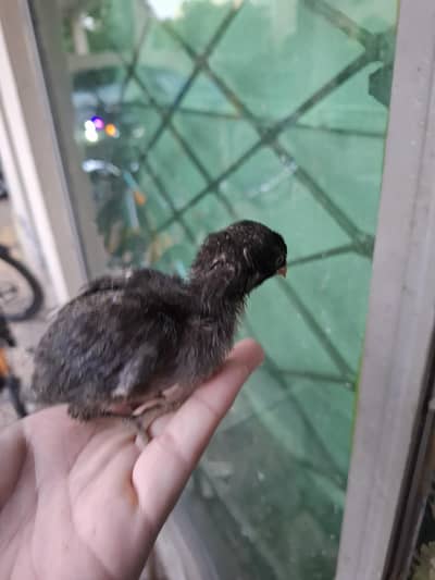 aseel pakoy trad , burmi thai and heera chicks