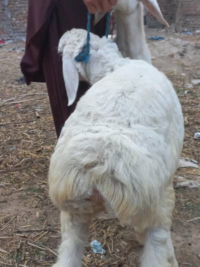 dumba for sail butterfly halde and active