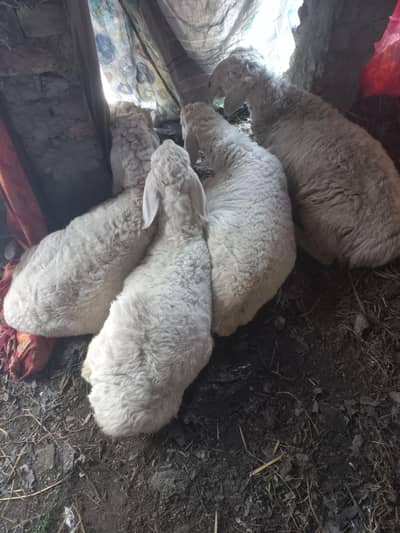 dumba for sail butterfly halde and active