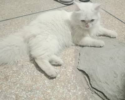 Premium Triple Coat Snow White Persian Male
