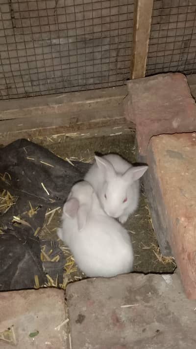 red eyes pairs available home breed urgent sale
