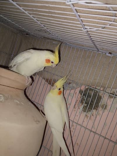 cream cocktail pair charcoal male and Eno femal