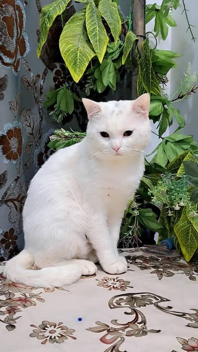 White Persian male cat