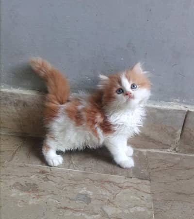 Healthy Playful Kittens for Sale (50 Days Old) – Trained & Active 