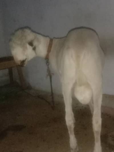 Mondra Chatra 03040409943 online call