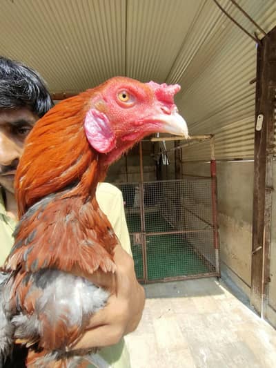 Aseel Patha for Sale