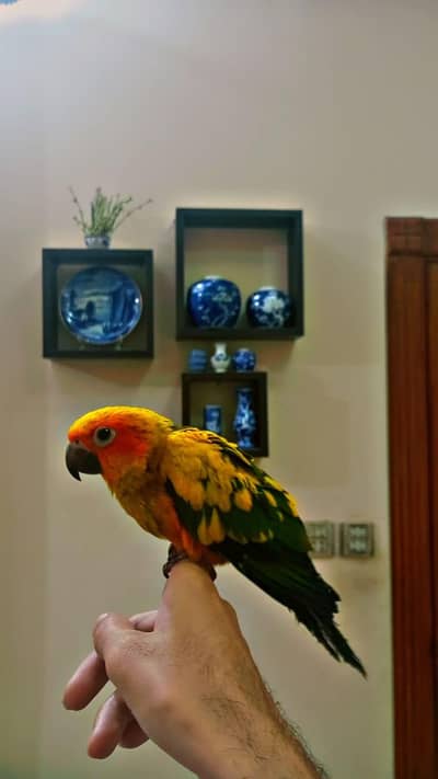 sun conure Handtame parrot