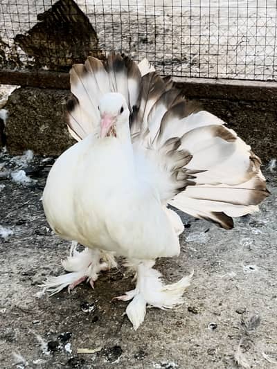 Fancy American chicks pair