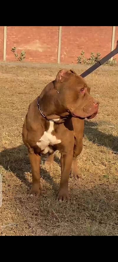 Pitbull mail confirm stud