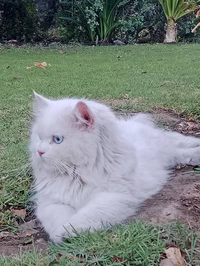 A very cute cat that can attract anyone