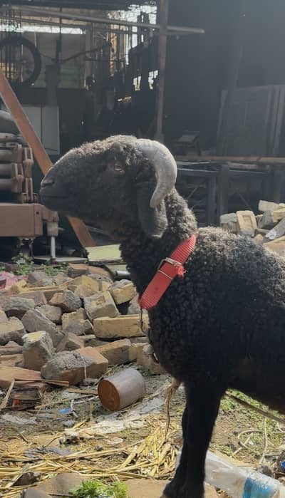 Menda sheep unique short tail and black color