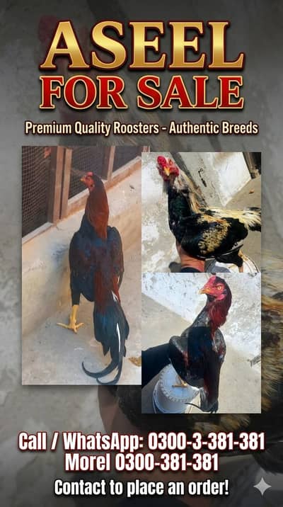 Home Breed Aseel Pathay For Sale