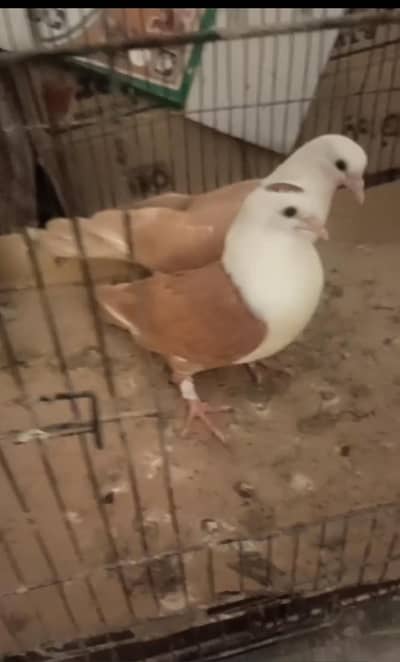 Pigeon karblai pair for sale 03036535323