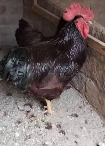 rir heritage  1 year  male available for sale in lahore