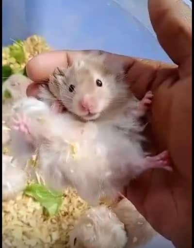 Hamsters High Quality Available with free gift box