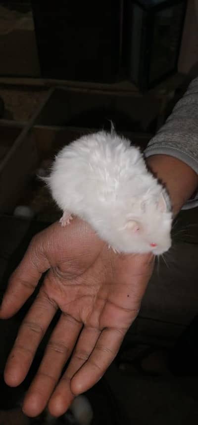 Hamsters High Quality Available with free gift box